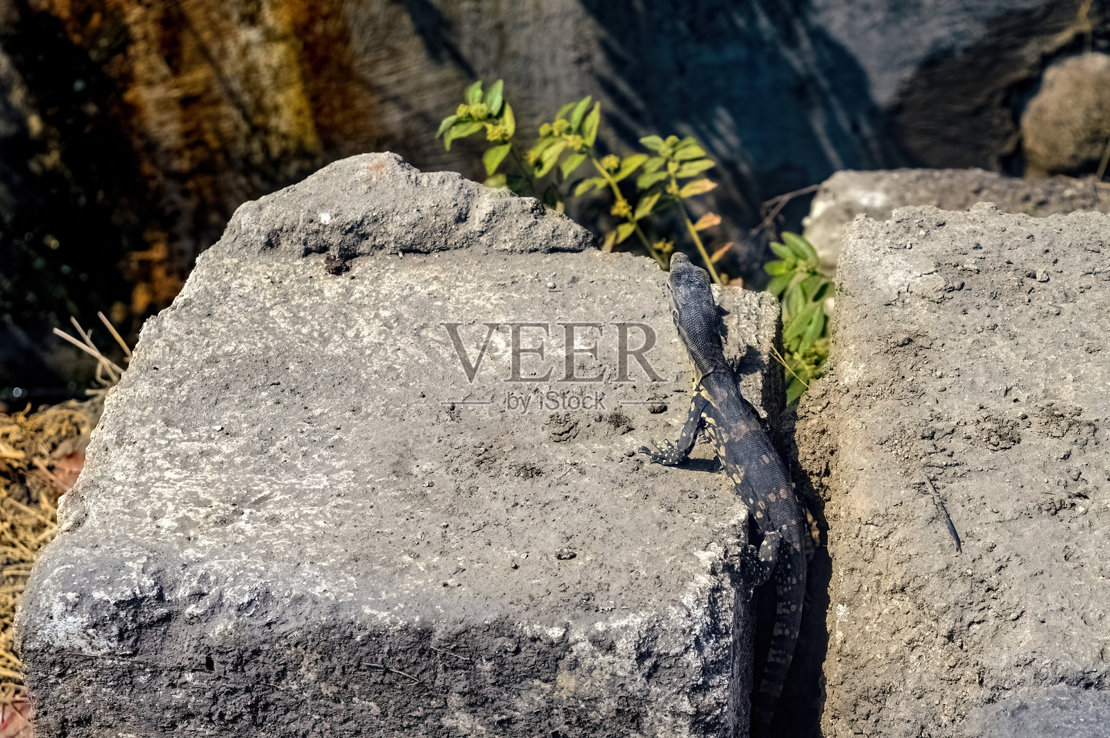 一只小黑蜥蜴在自然环境中攀爬混凝土块。照片摄影图片