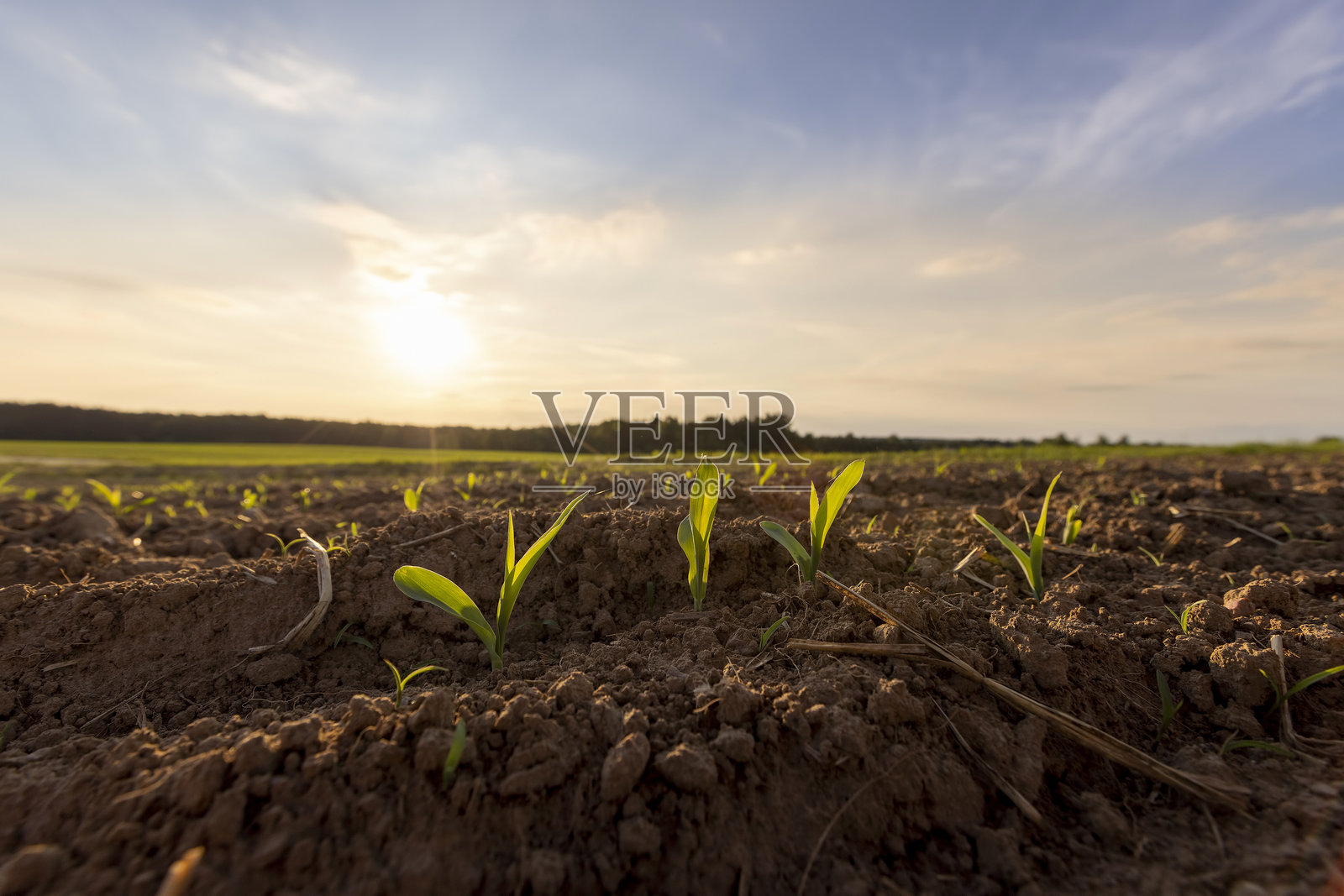 日落时分，肥沃田野中年轻的玉米苗在生长照片摄影图片