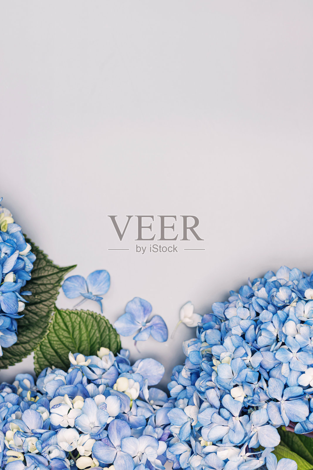 精致的蓝色绣球花在柔和的中性色背景下优雅地排列。照片摄影图片