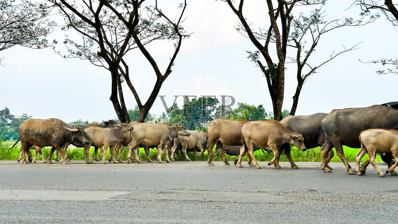 水牛照片摄影图片