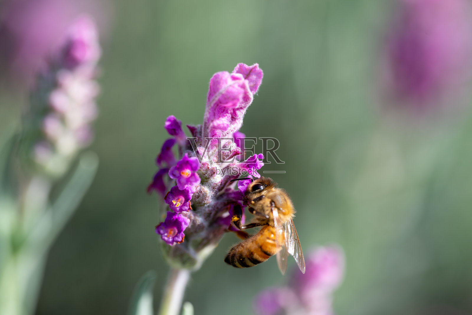 特写镜头：活力四射的忙碌蜜蜂停在粉色薰衣草枝上照片摄影图片