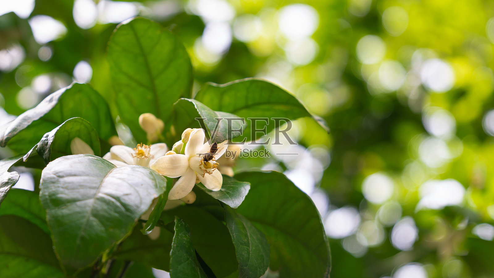 蜜蜂在白色橘子树花上的特写，留白空间。照片摄影图片