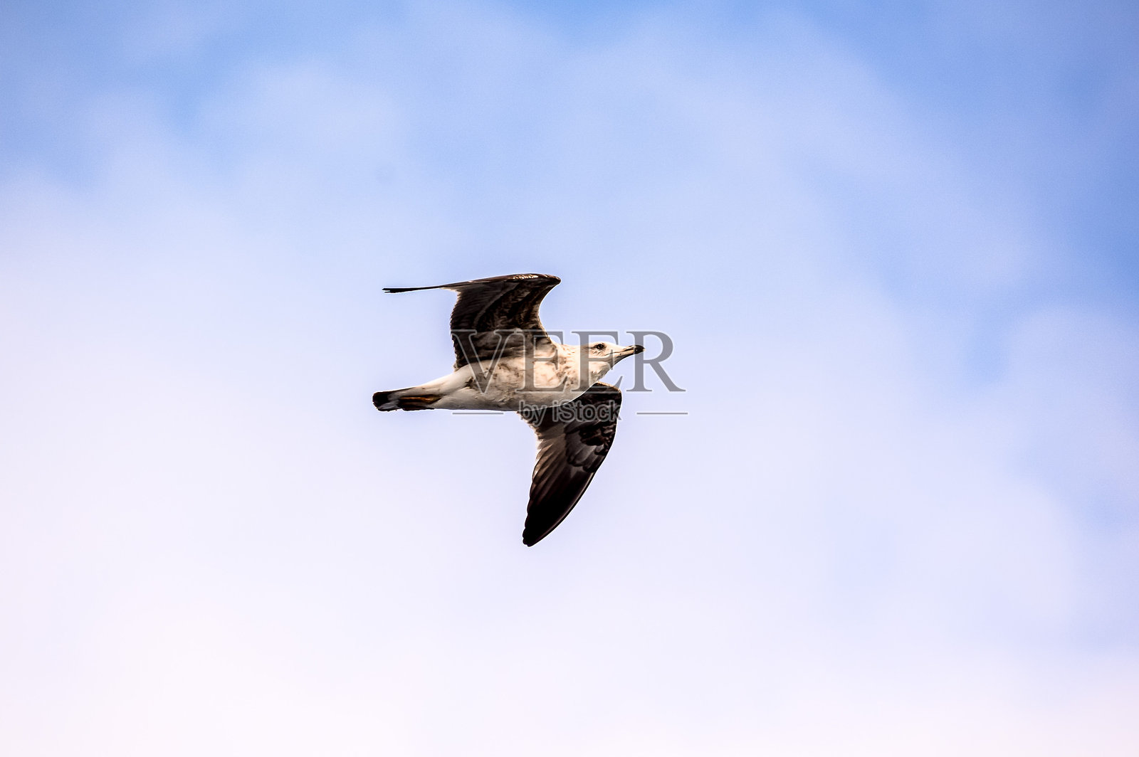 一只海鸥在天空中飞翔照片摄影图片