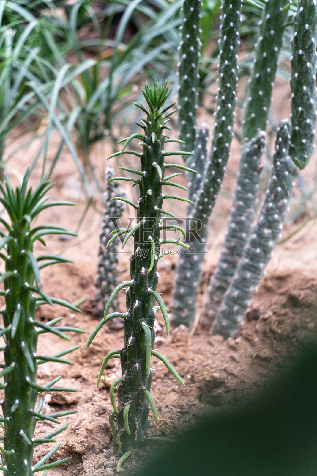 花园中的多肉植物照片摄影图片