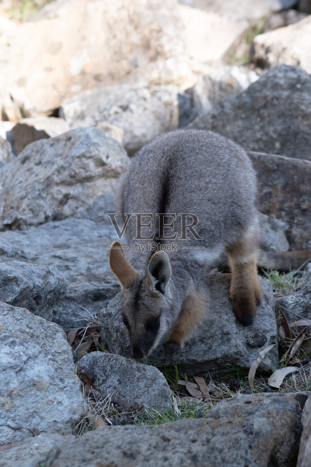 黄色脚岩袋鼠正在寻找食物照片摄影图片