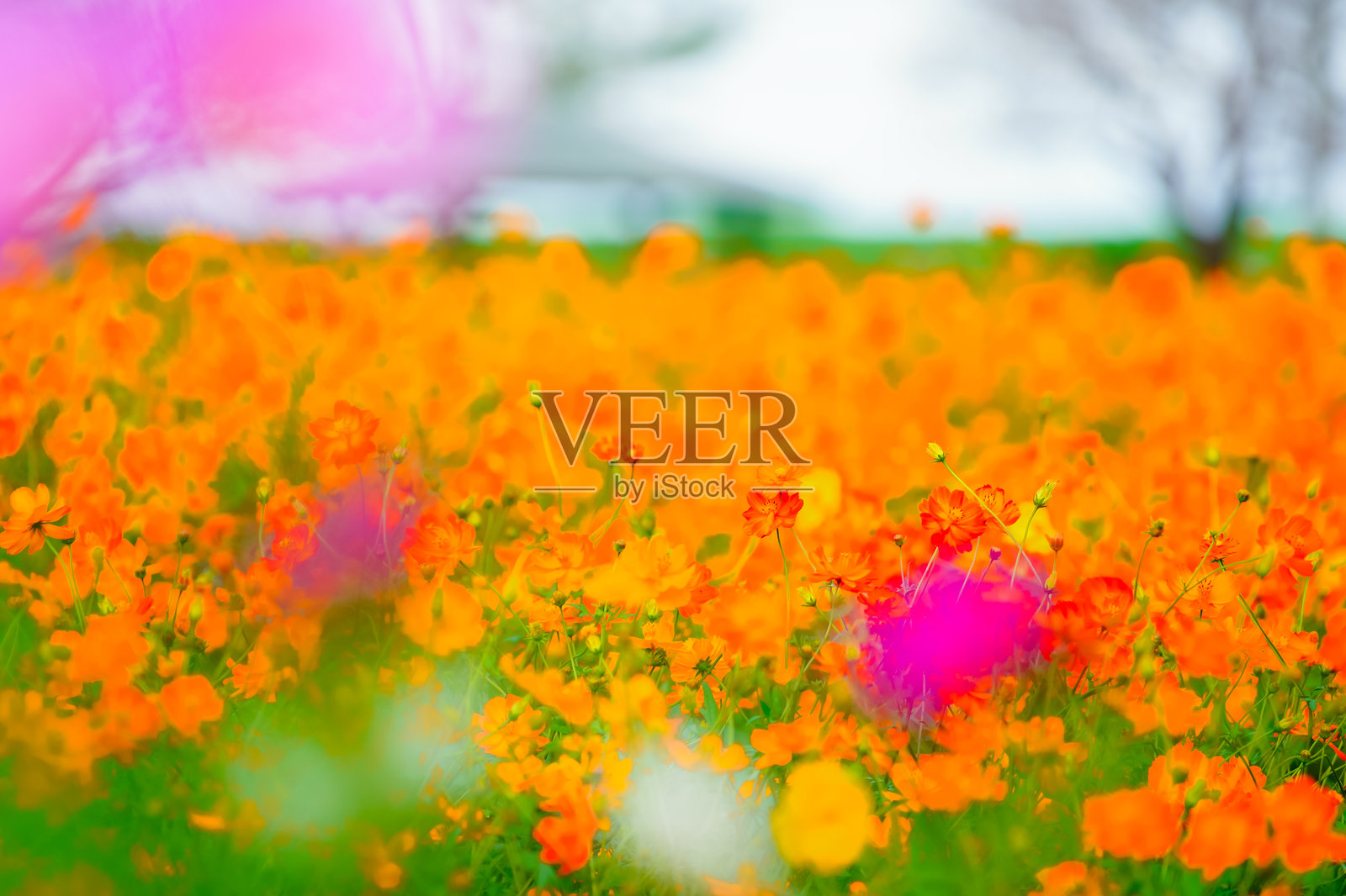 美丽的宇宙花在千叶盛开。照片摄影图片