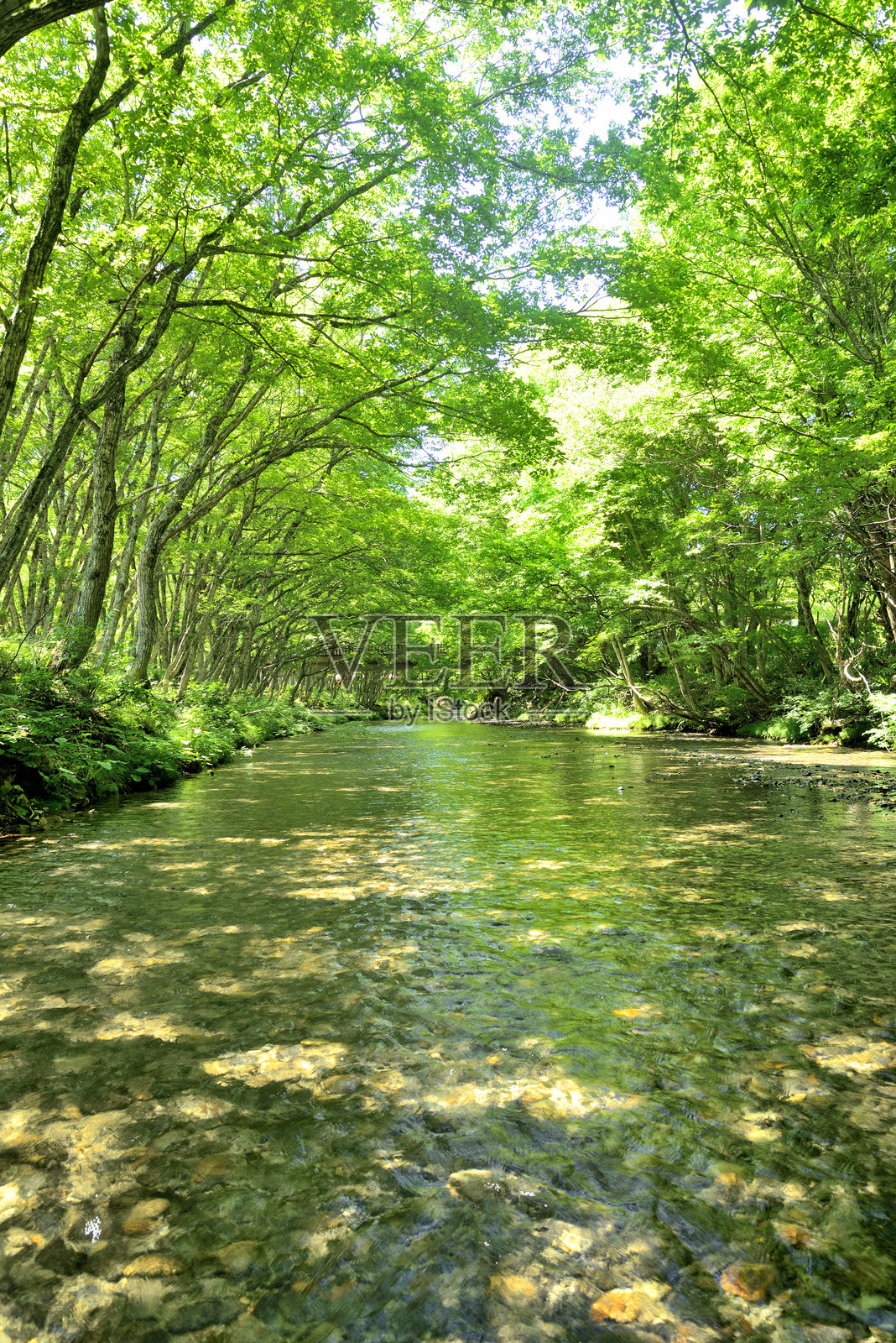 清澈溪流中的绿色隧道照片摄影图片
