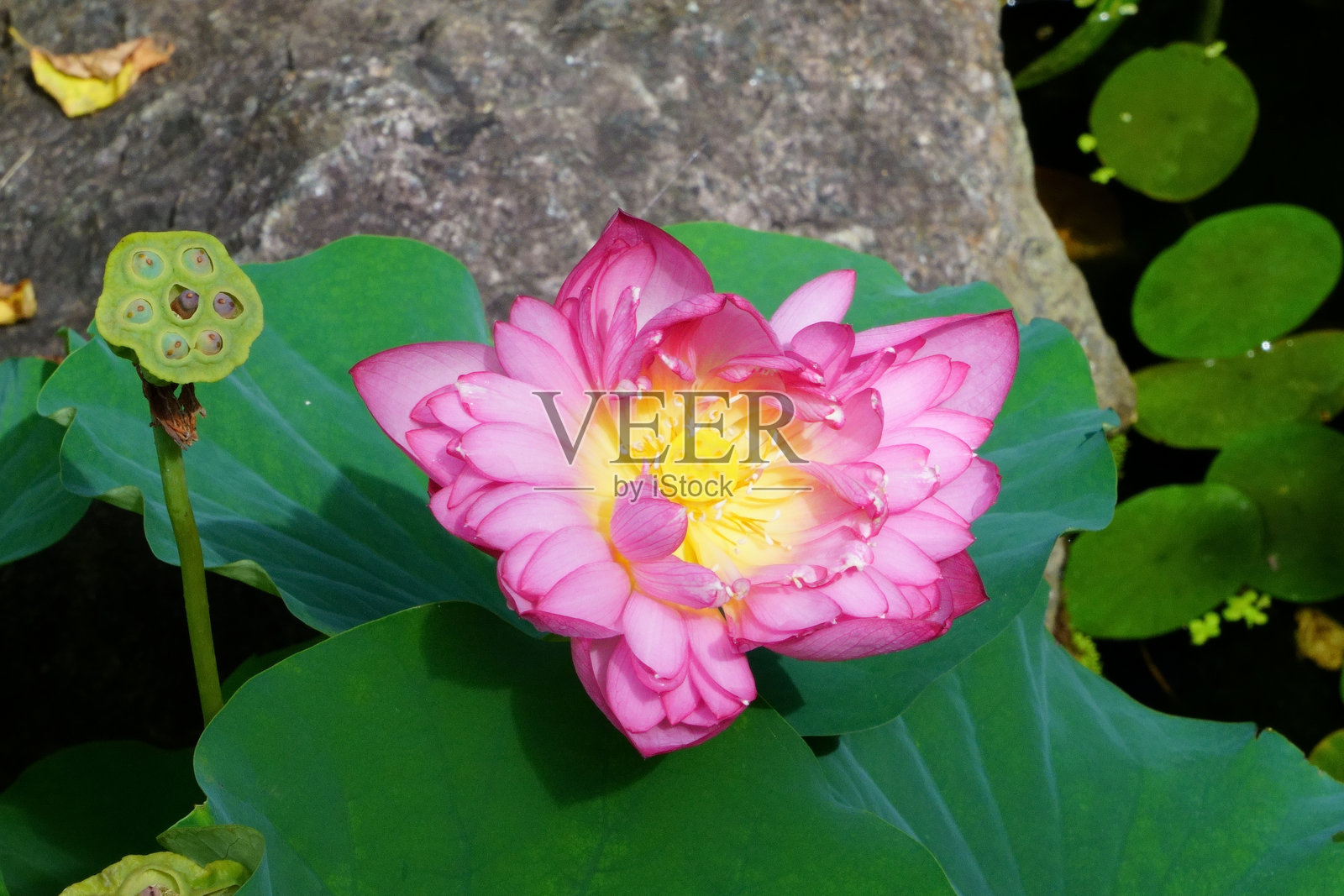 莲花照片摄影图片