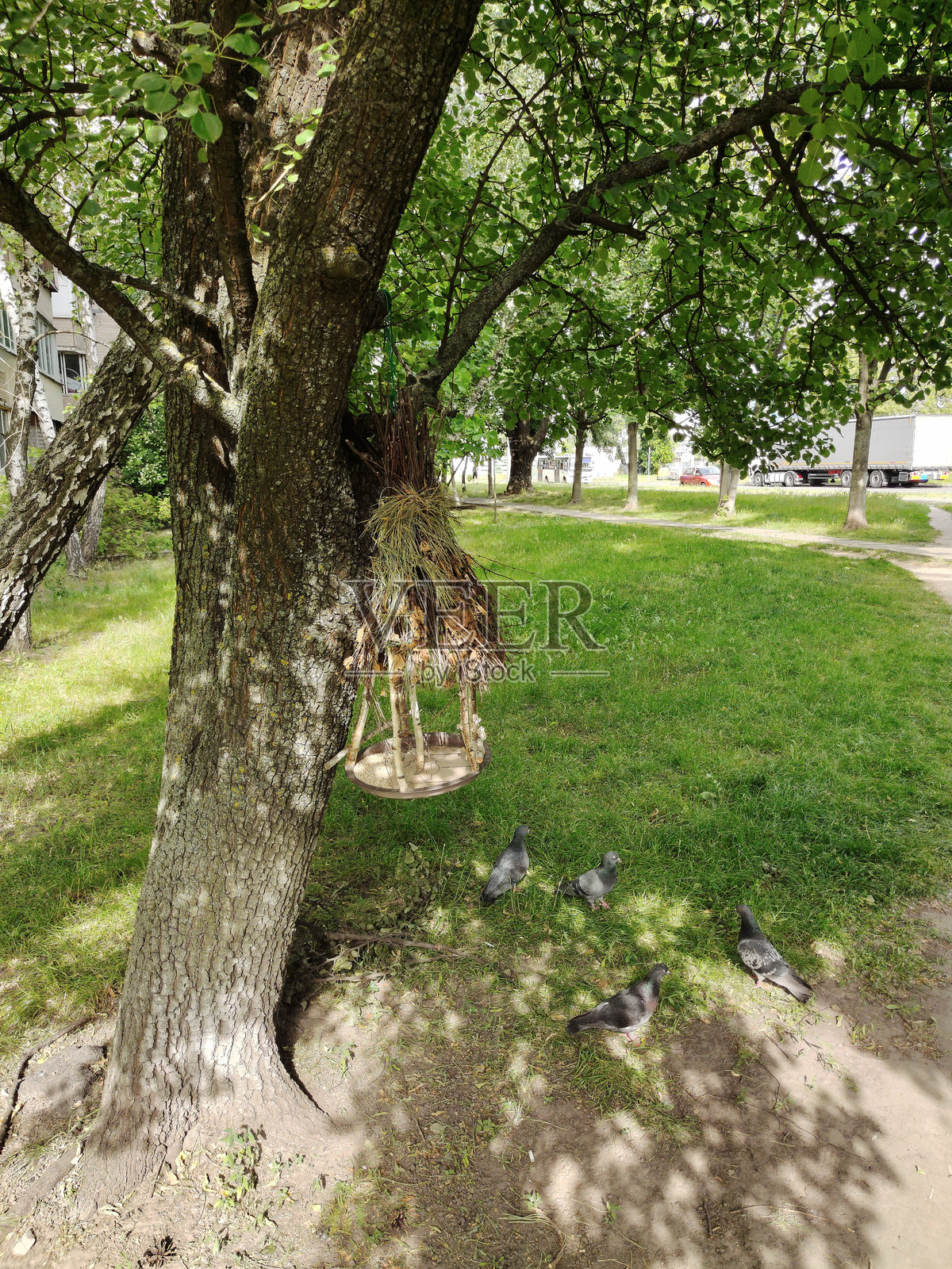 一个自制的装饰性鸟食器挂在森林中的树上，几只鸽子在地面上走动。照片摄影图片