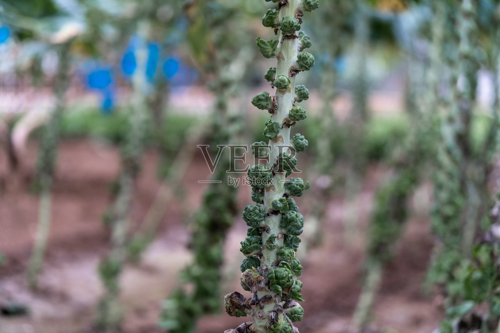 花园中的甘蓝照片摄影图片