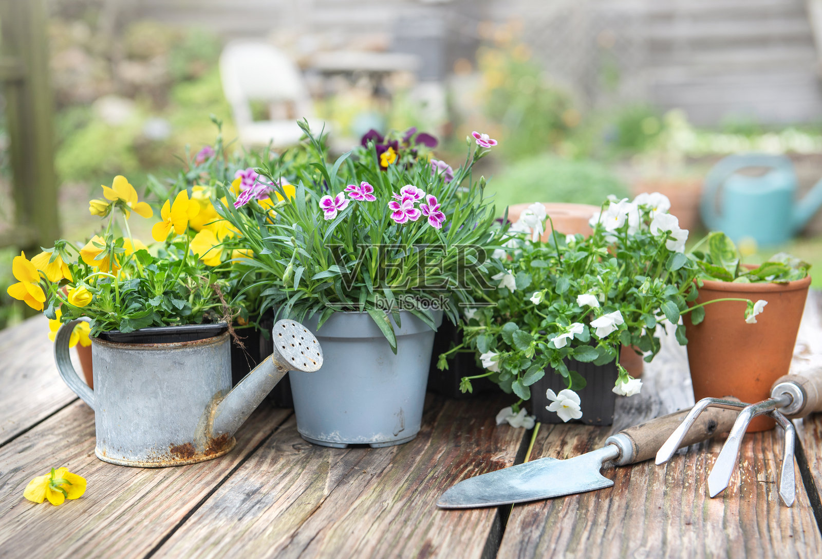 美丽多彩的春季花卉与园艺工具摆放在花园中的木桌上照片摄影图片