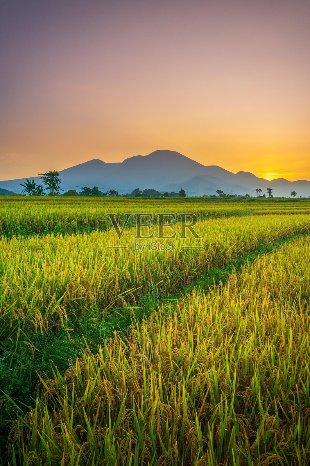 印度尼西亚北本古鲁稻田的美丽风景，清晨自然美景，远处是山脉和热带森林。照片摄影图片