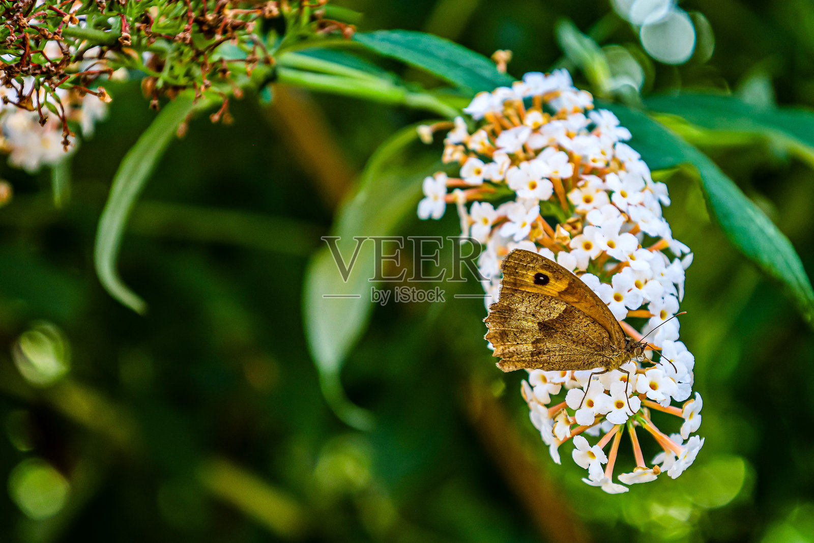 自然特写照片摄影图片