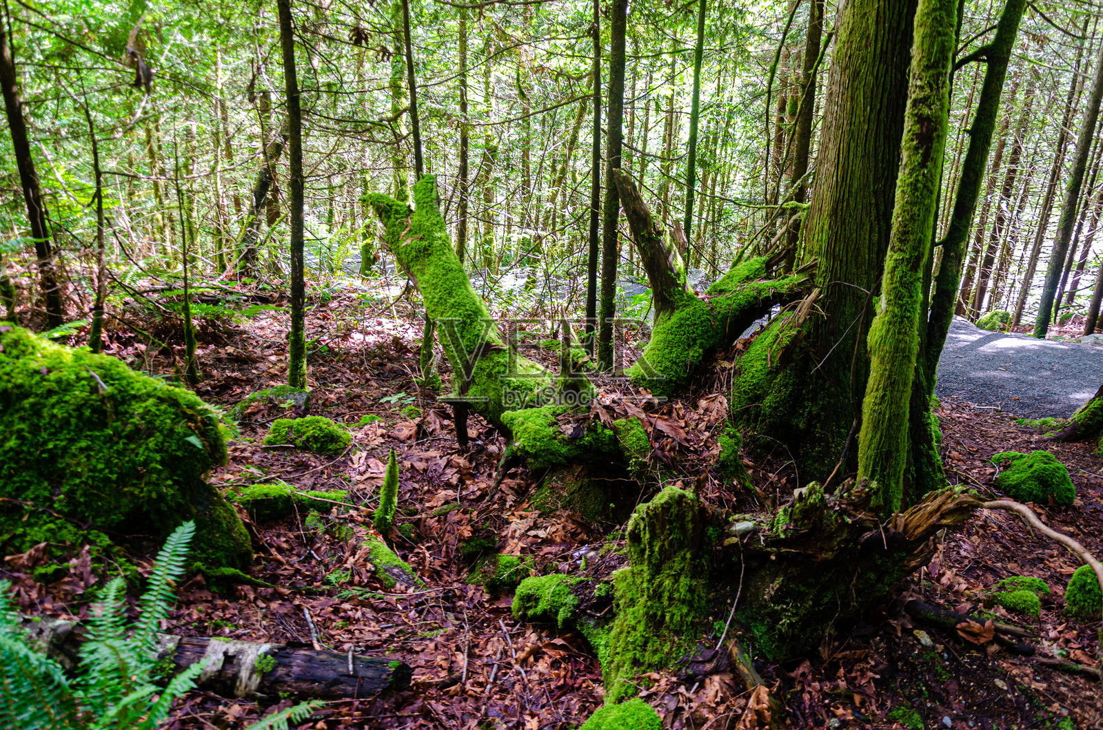 覆盖苔藓的腐朽木头在松树森林中照片摄影图片