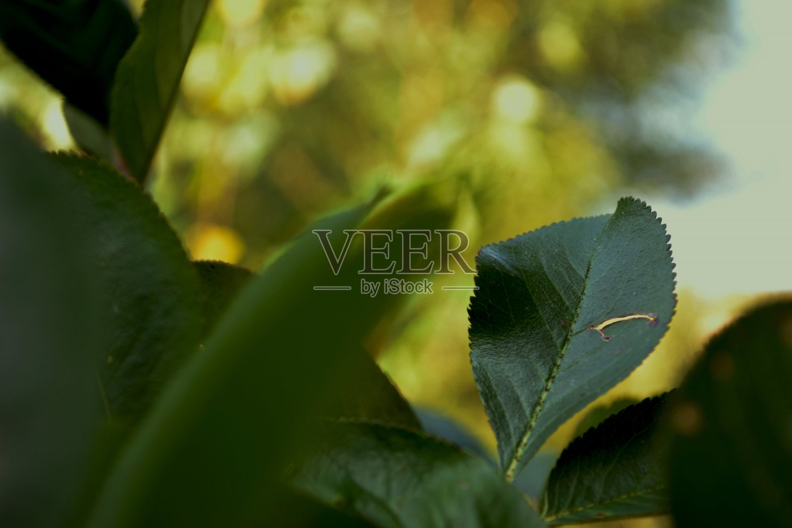 浆果照片摄影图片