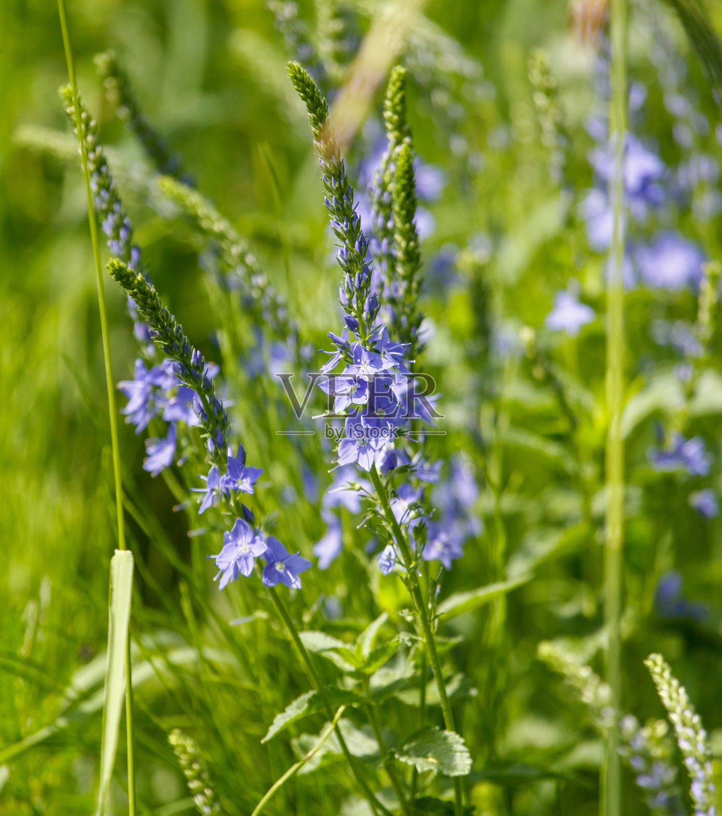 夏季草原上的小蓝花照片摄影图片