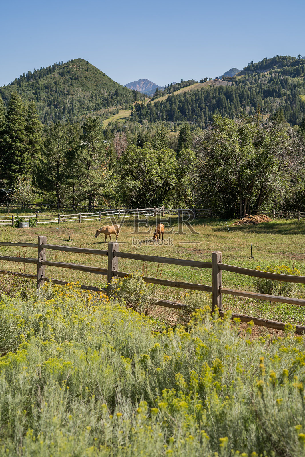 犹他州农场的马匹在围栏中照片摄影图片