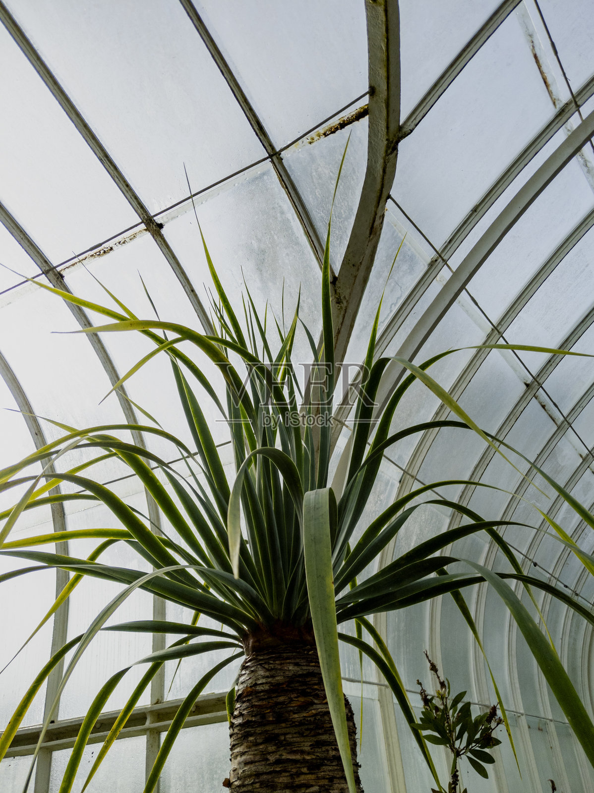 龙树，格拉斯哥植物园，格拉斯哥，苏格兰照片摄影图片