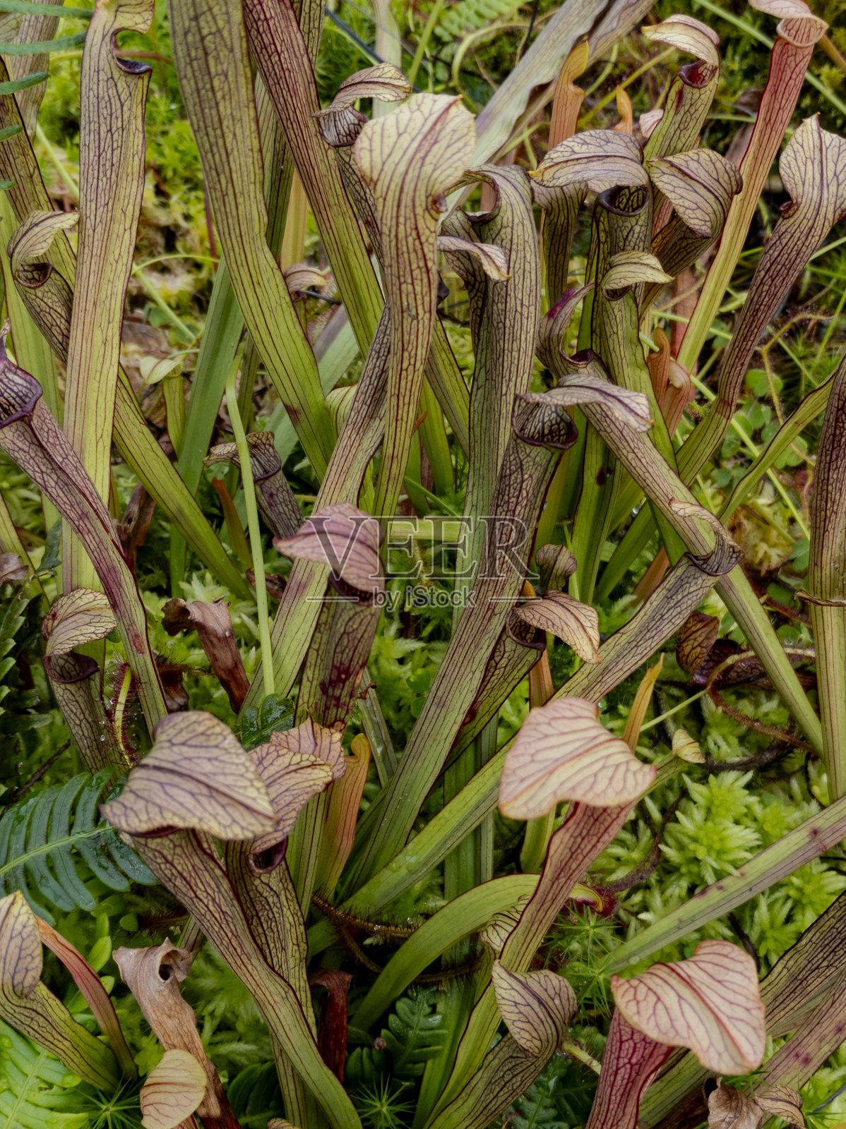 甜蜜或紫色瓶子草 (Sarracenia rubra)照片摄影图片
