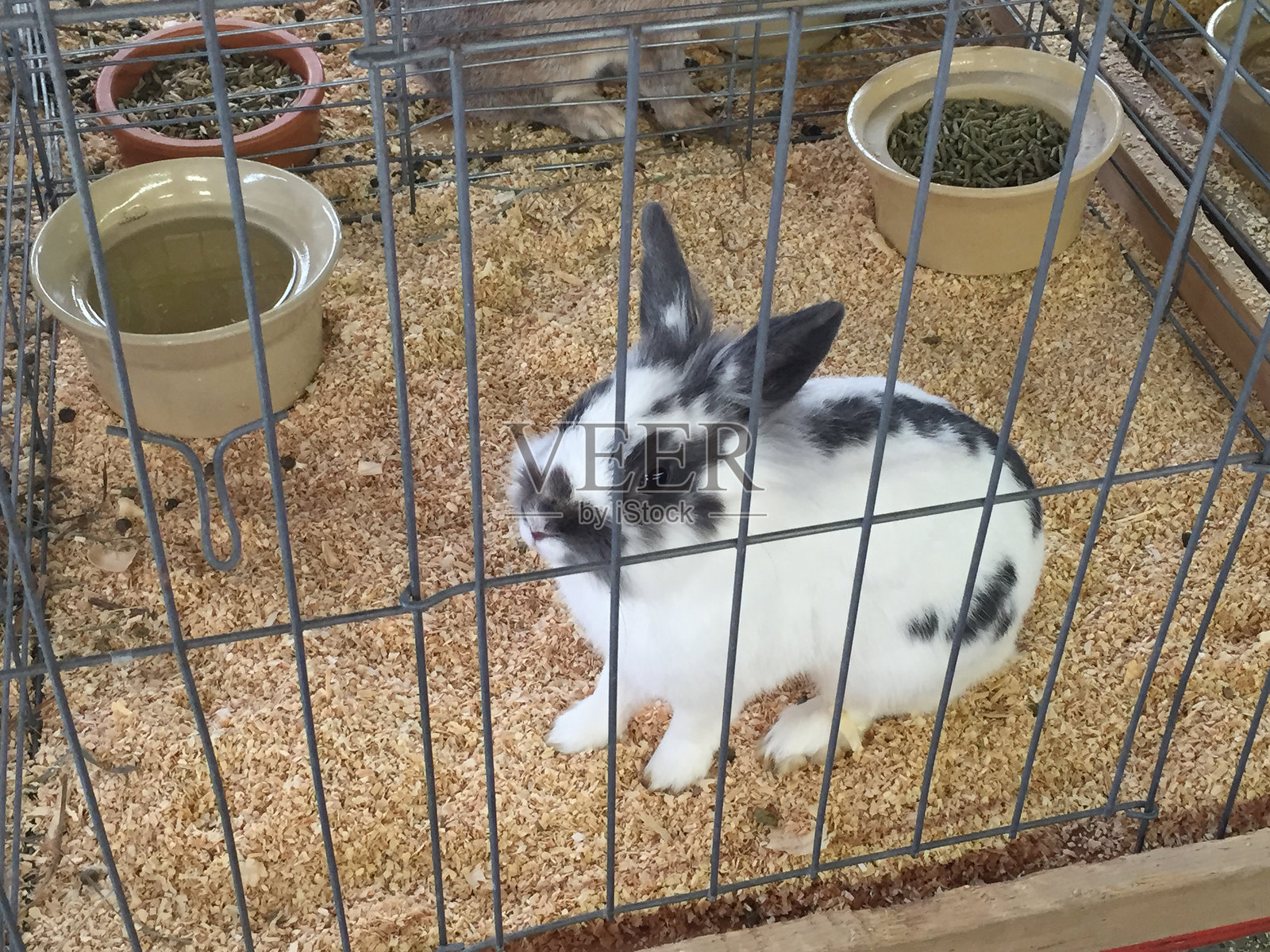 笼子里兔子的高角度视图照片摄影图片