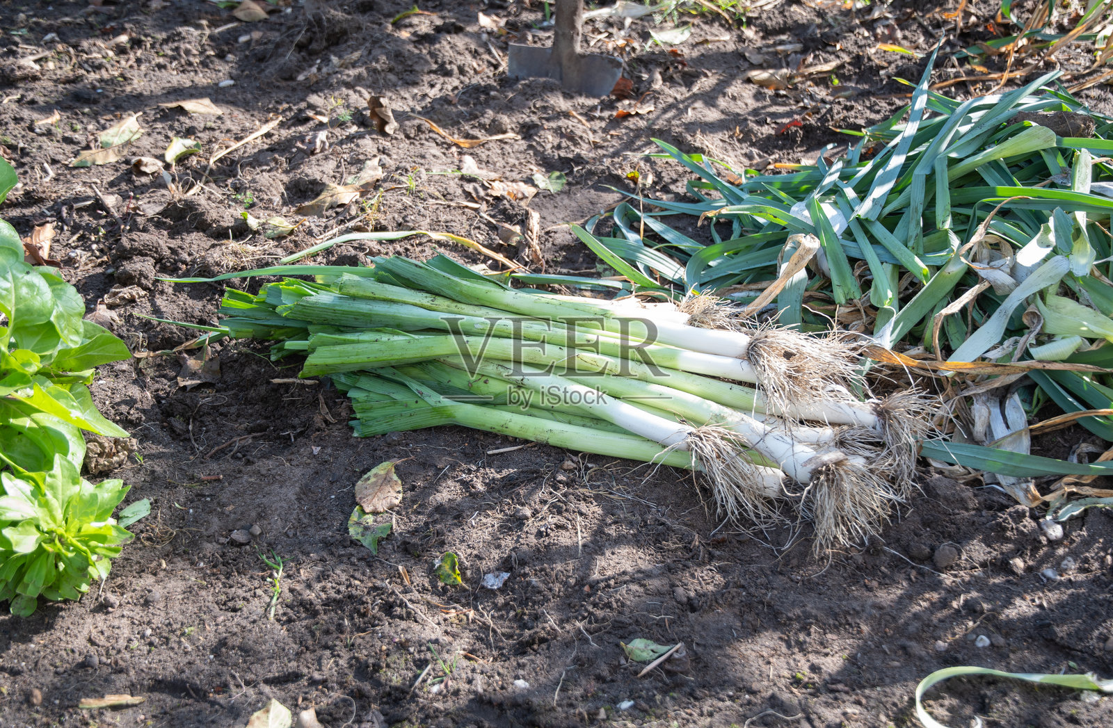 新鲜采摘的韭菜躺在地面上，旁边有园艺工具，铲子插在土里，体现有机农业和园艺的概念照片摄影图片