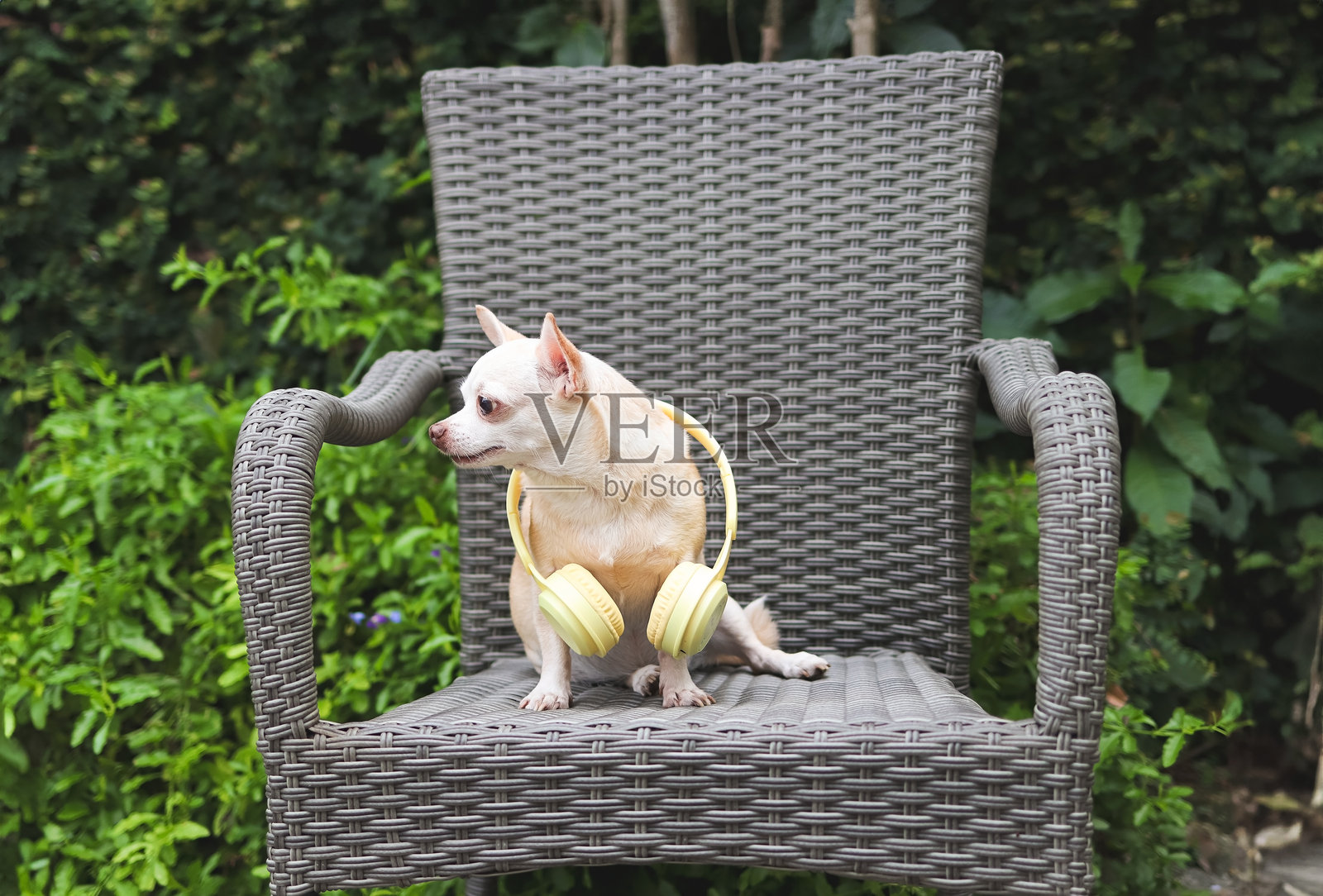 棕色的吉娃娃狗狗戴着黄色耳机，坐在花园里的灰色藤椅上。照片摄影图片