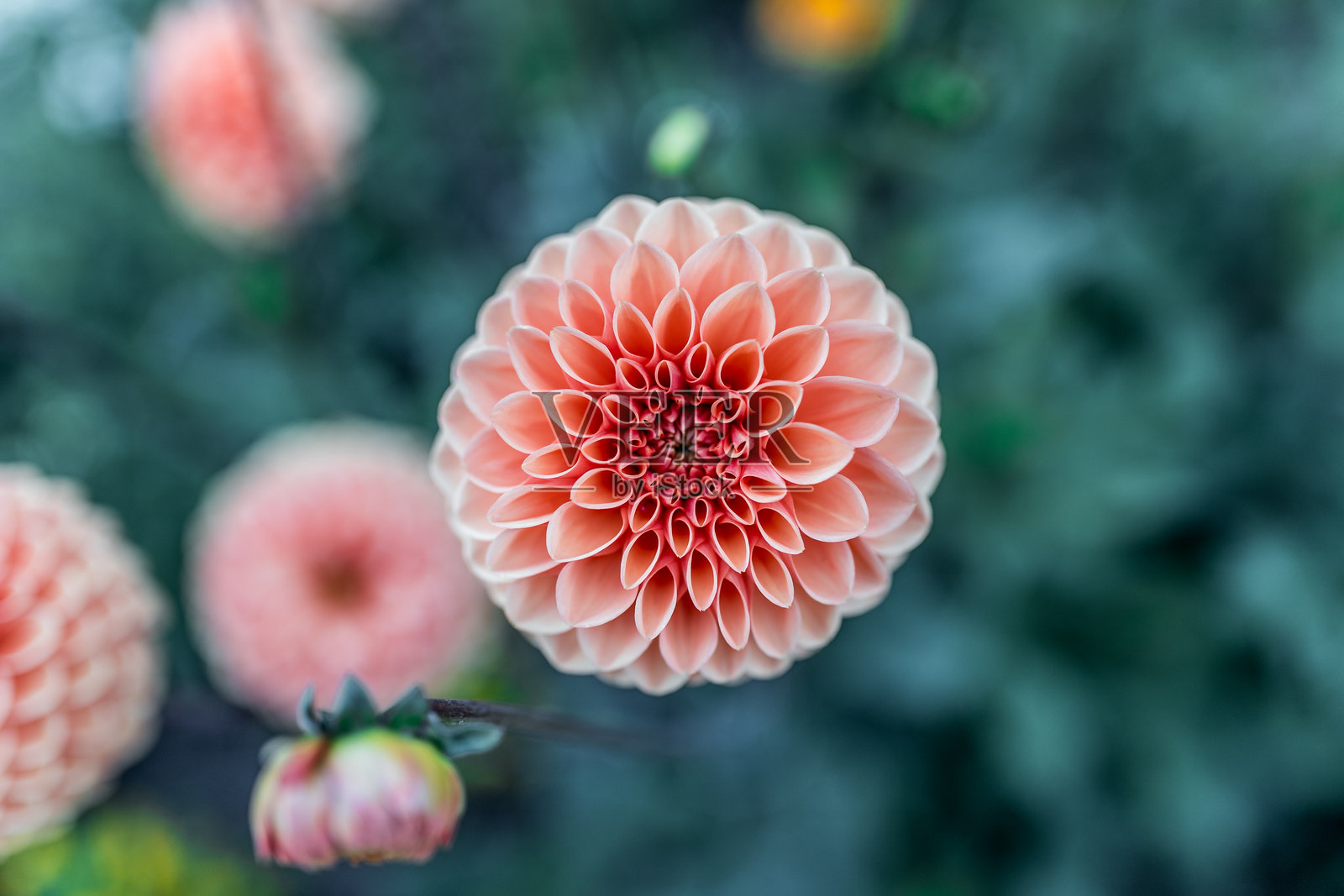 粉色开花植物的特写镜头照片摄影图片