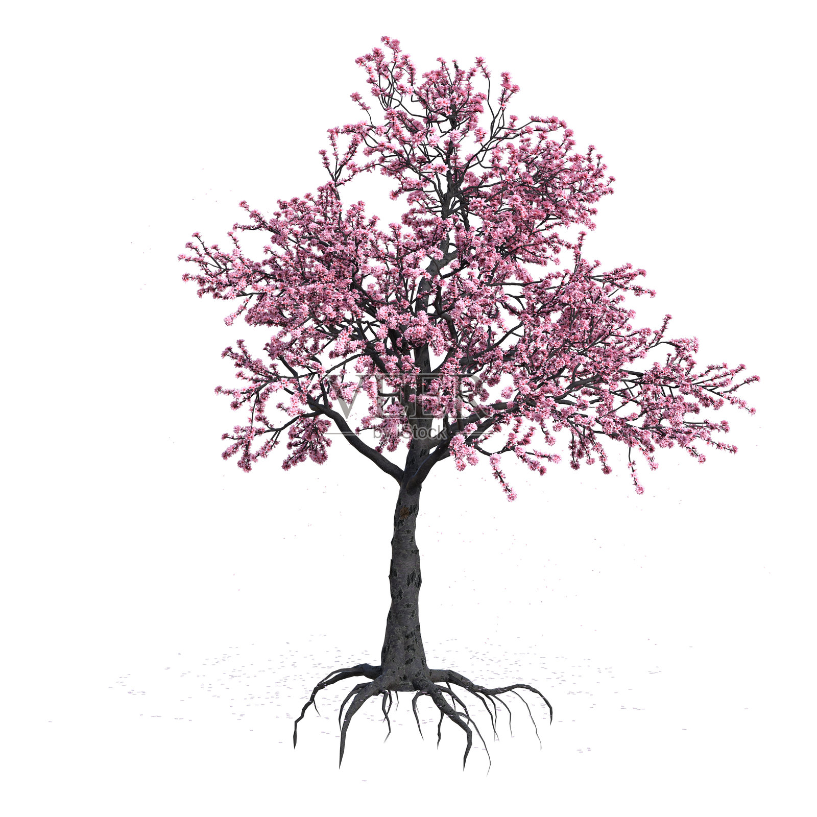 3D渲染的粉色盛开樱花树在白色背景上照片摄影图片