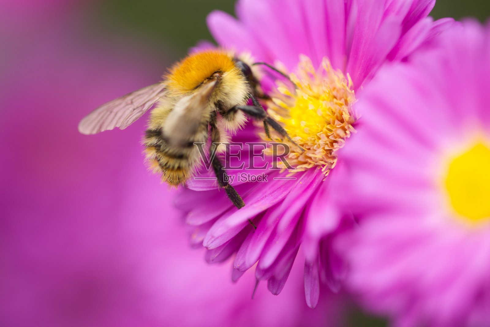 大丽菊花上的大黄蜂特写，大黄蜂寻找花蜜，大丽菊与大黄蜂，粉色花朵与昆虫照片摄影图片