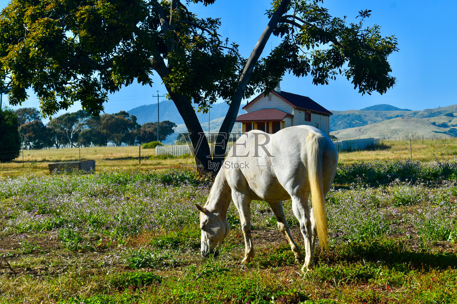 美丽的白马在历史地标学校旁的花田中吃草照片摄影图片
