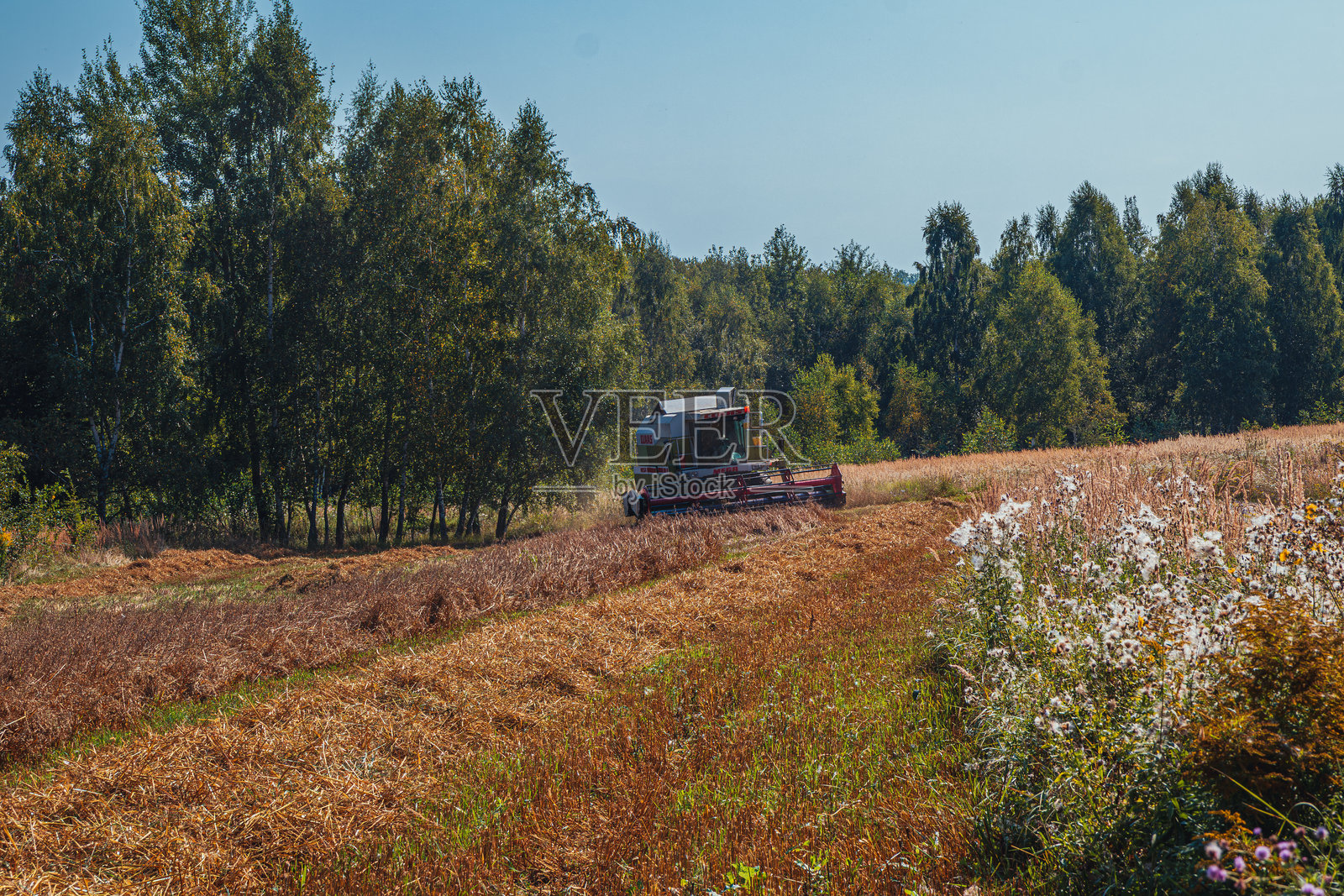 乌克兰利沃夫 2024年8月16日 结合机与驾驶室在农田收割燕麦照片摄影图片