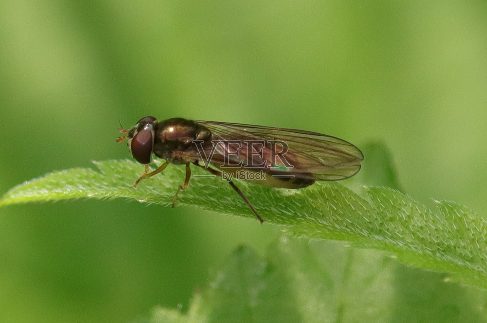 黑斑蜻蜓照片摄影图片
