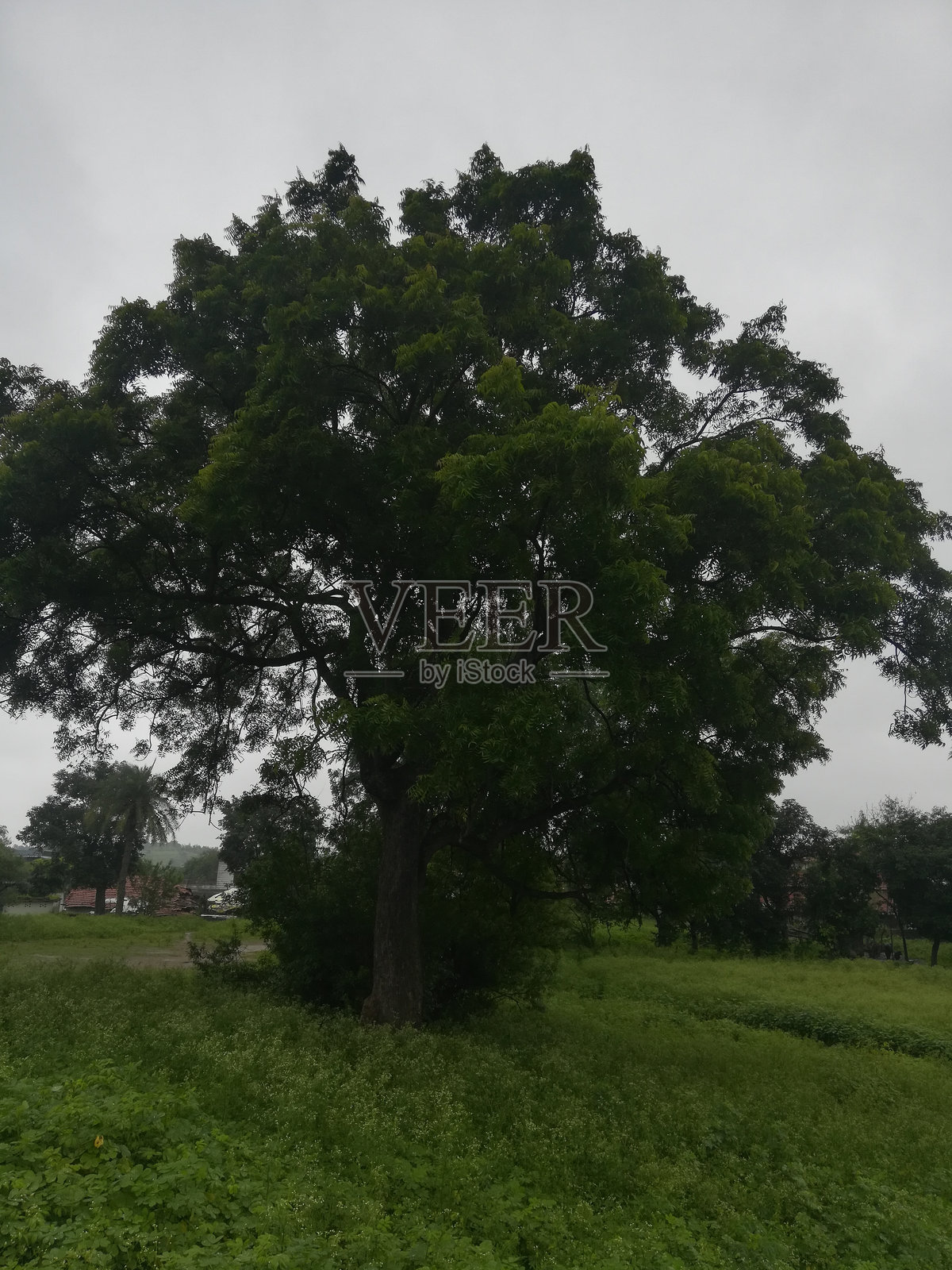 农场中美丽的绿色树木景观照片摄影图片