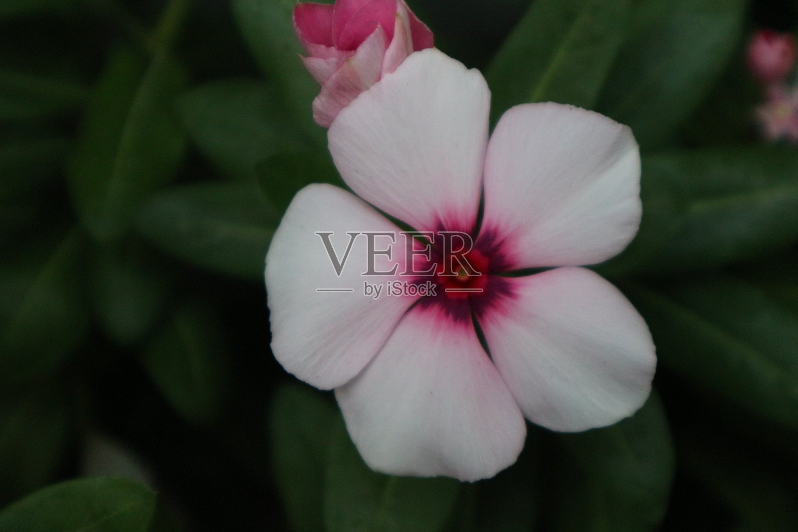 长春花照片摄影图片