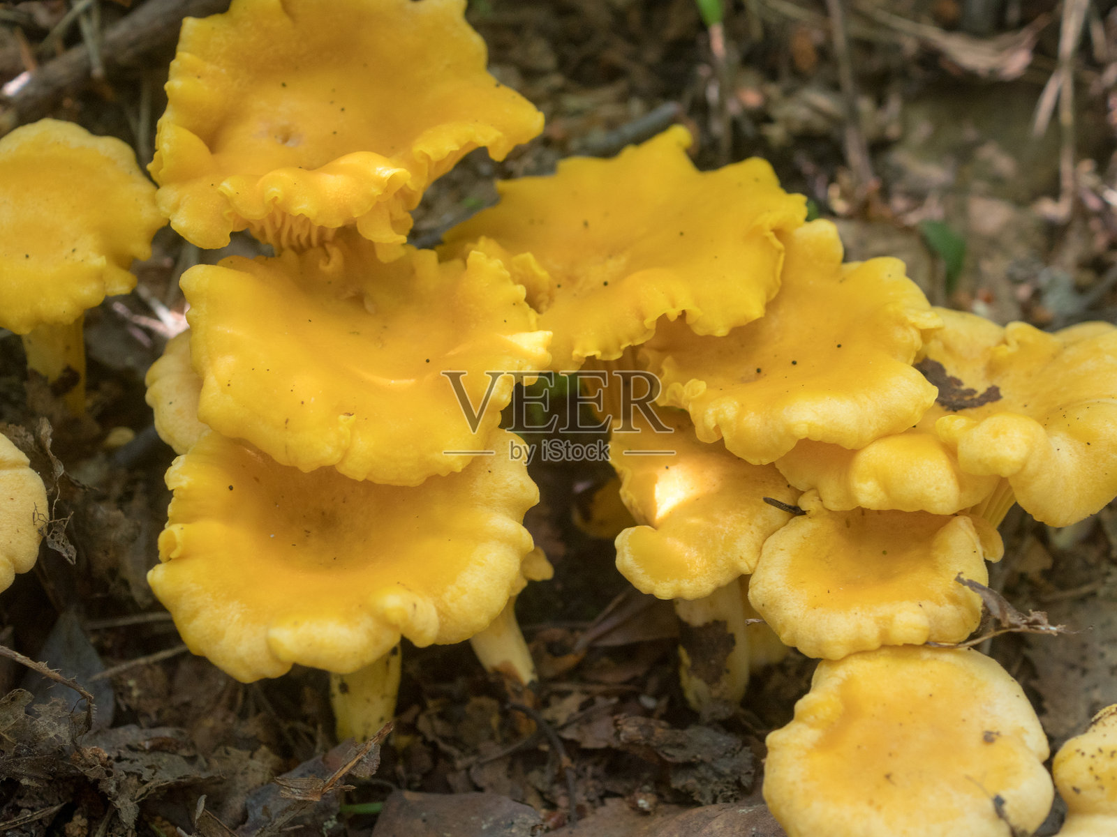 鸡油菌特写照片摄影图片