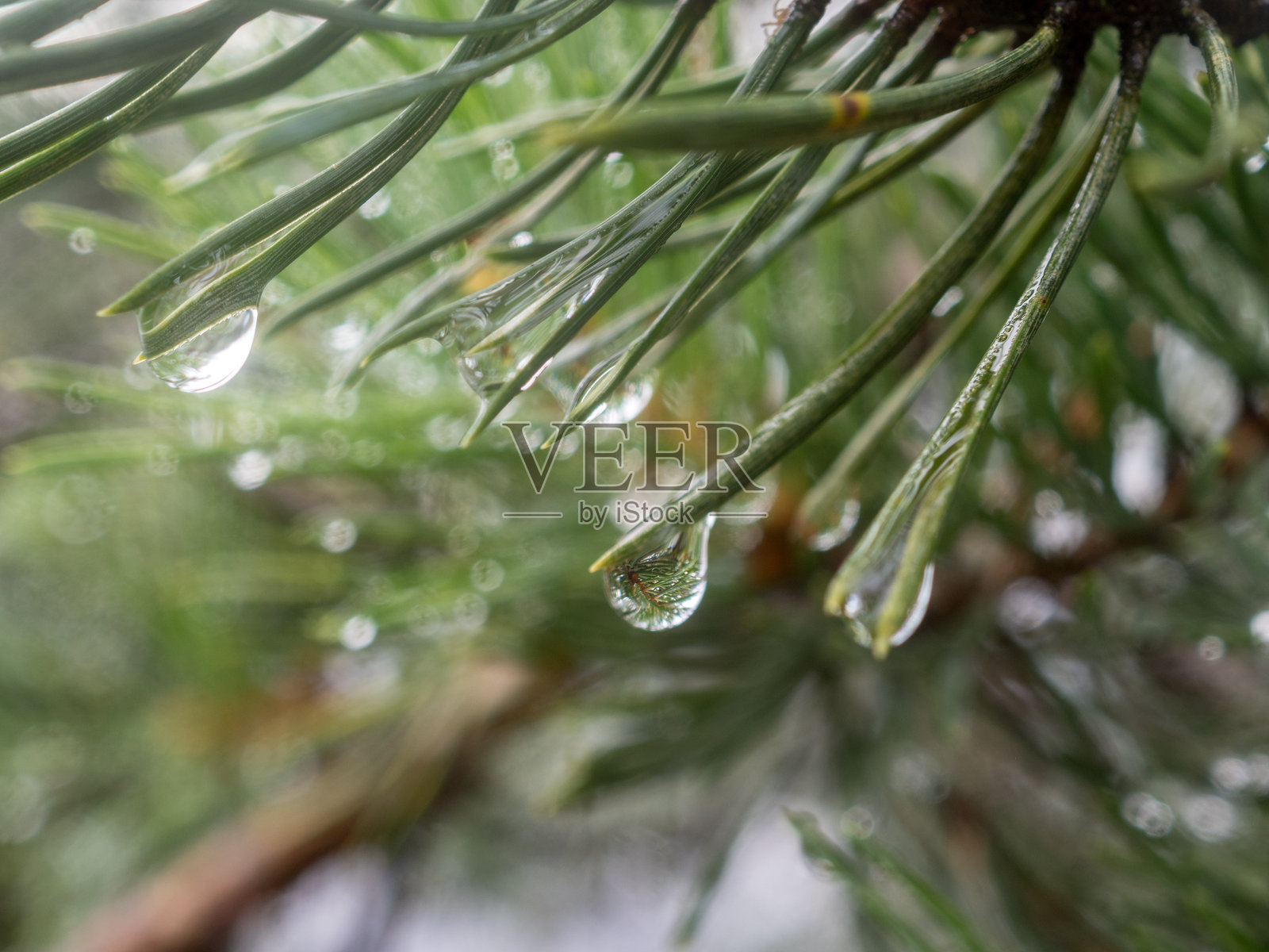 森林中的松枝上挂着水滴照片摄影图片