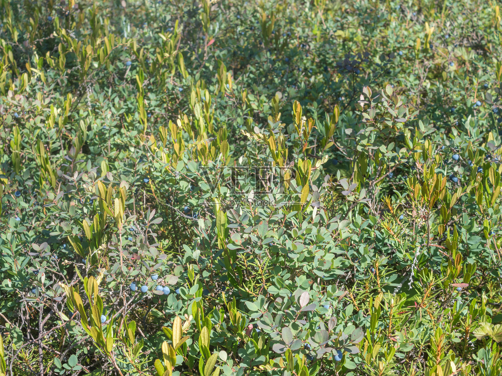 成熟浆果的蓝莓灌木照片摄影图片