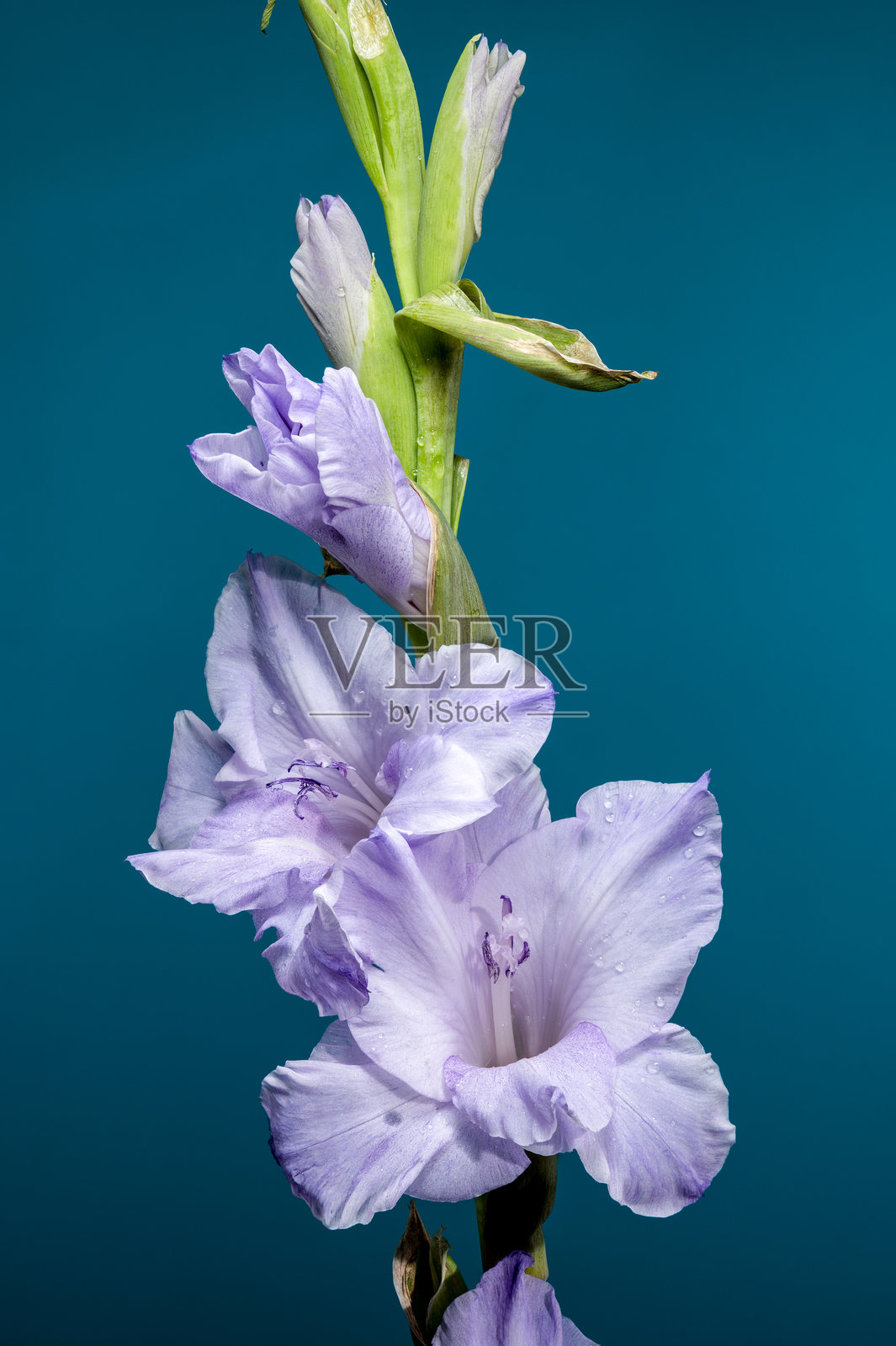 蓝色背景上的盛开蓝霜剑兰照片摄影图片