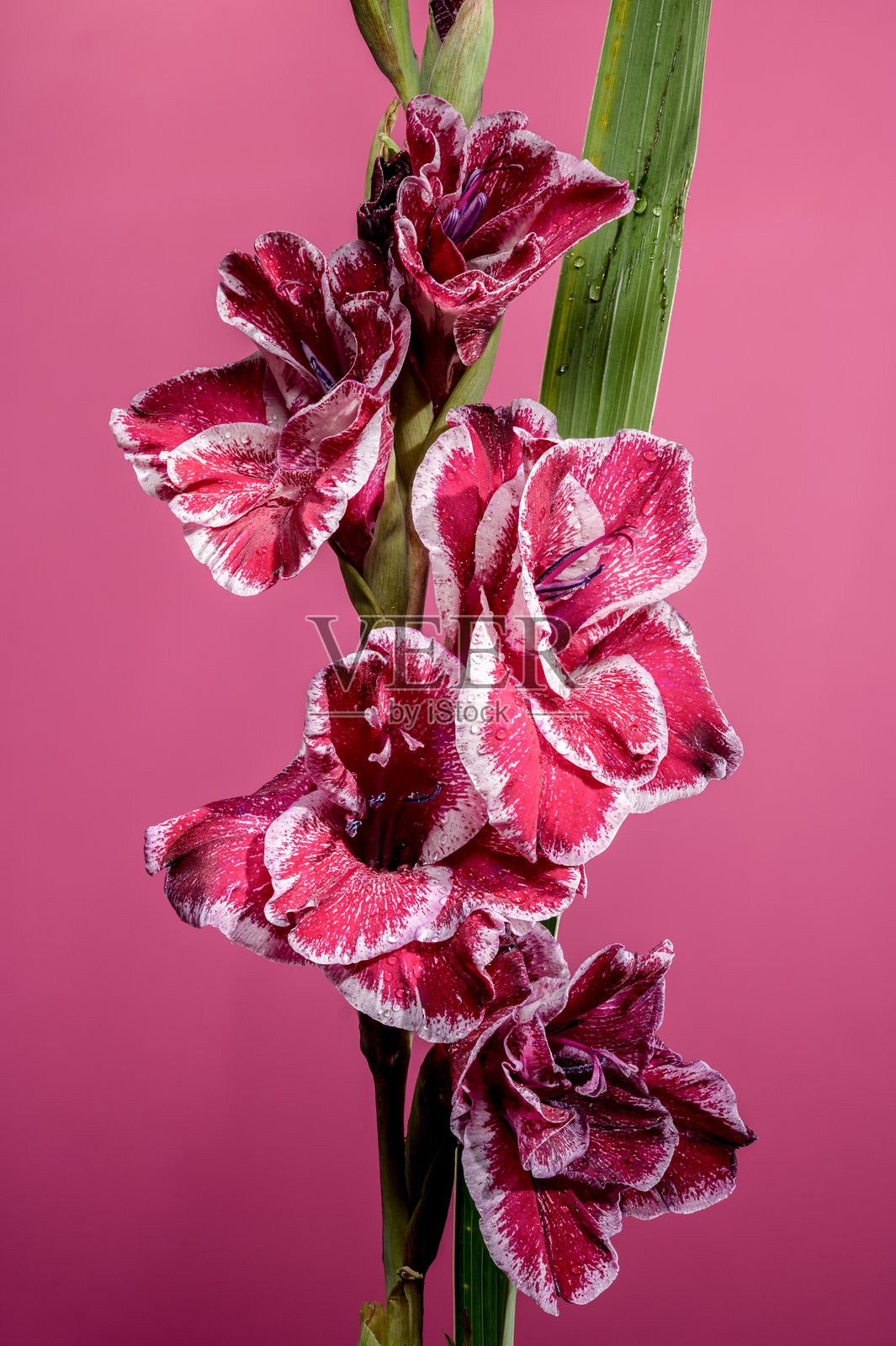 盛开的剑兰，Jiri Vaclavik，背景为粉色照片摄影图片