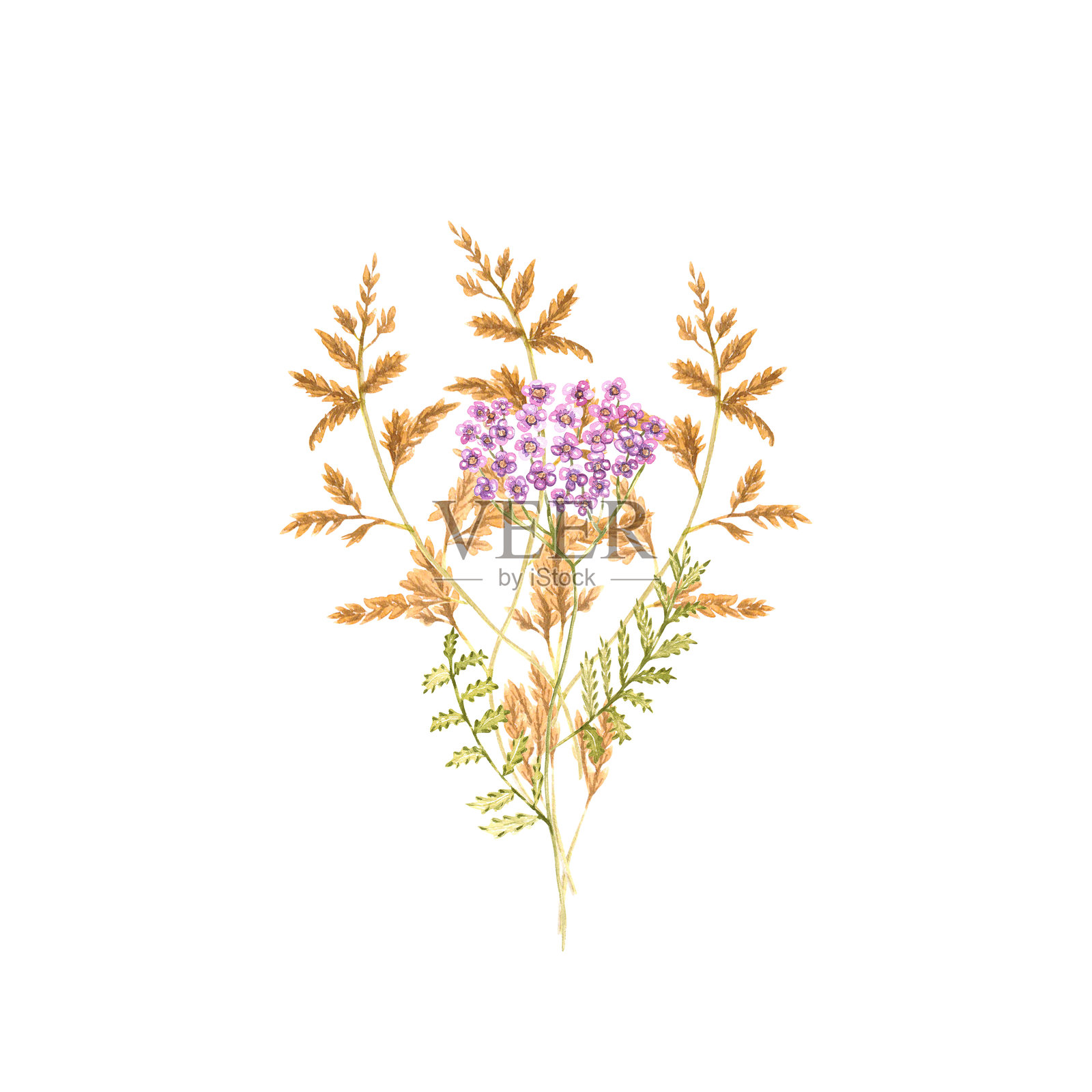 野花水彩。手绘水彩插图，背景为白色。用于设计的野花水彩。插画图片素材