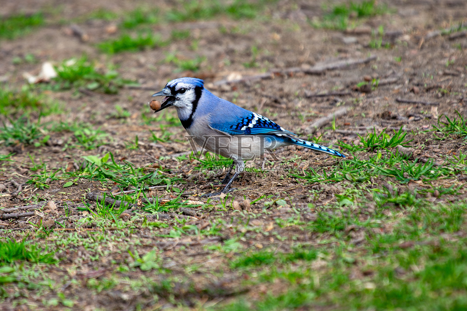 蓝松鸦（Cyanocitta cristata），常见于森林和城市公园照片摄影图片