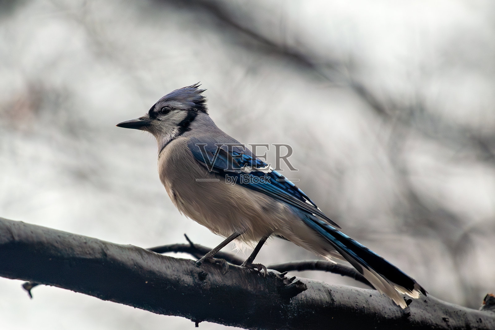 蓝松鸦（Cyanocitta cristata），常见于森林和城市公园照片摄影图片