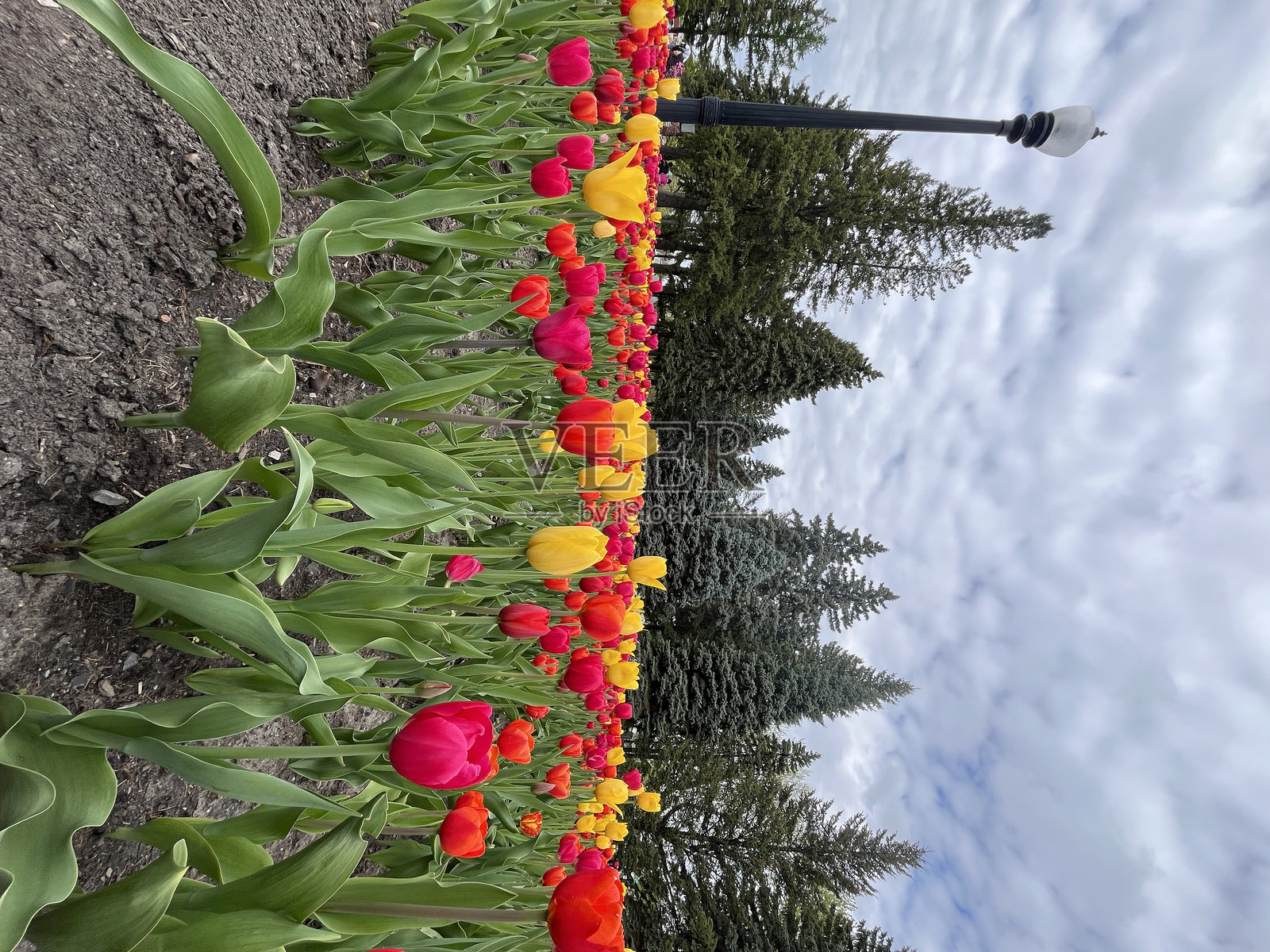 郁金香照片摄影图片