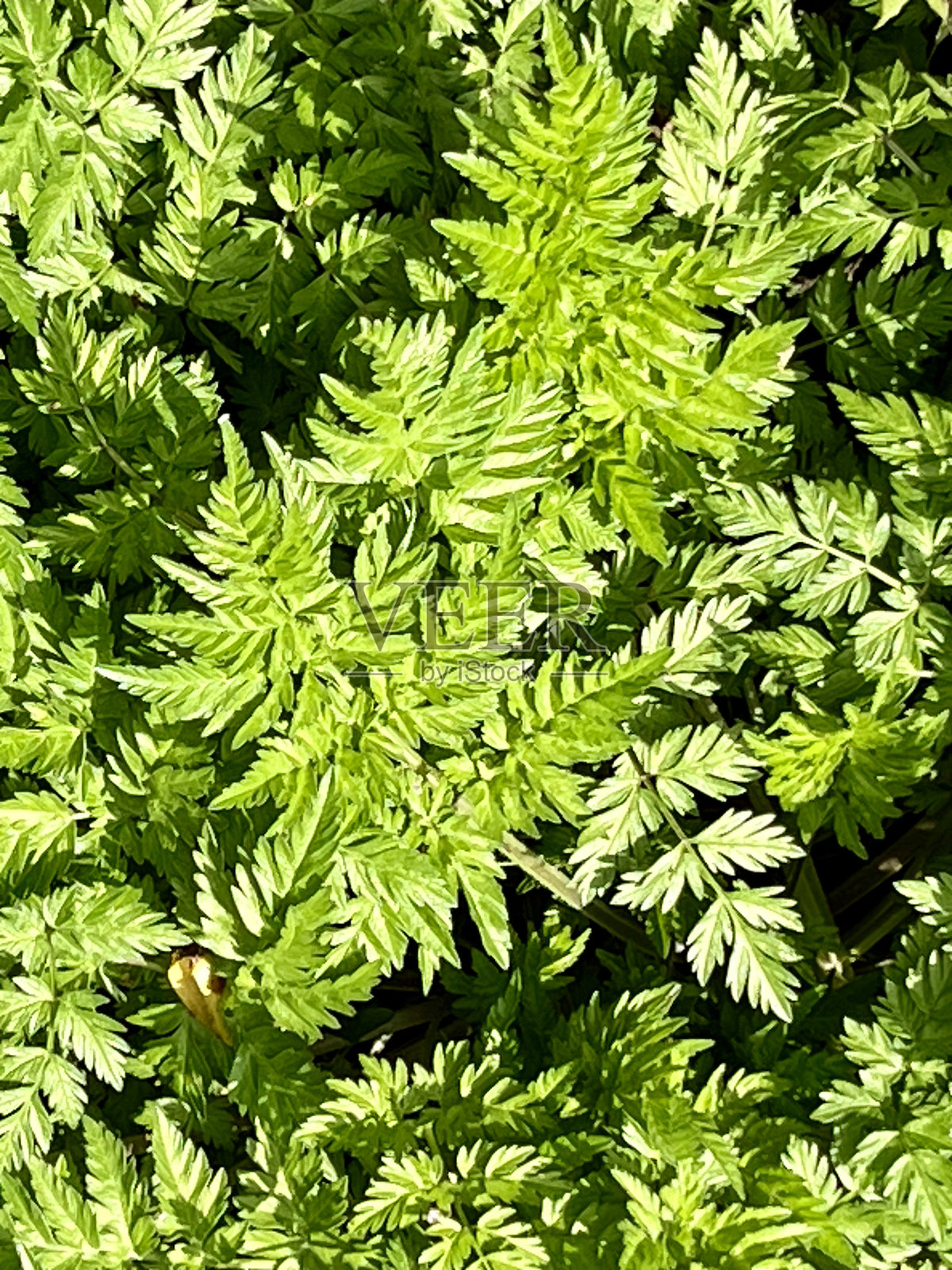 蕨类植物特写照片摄影图片