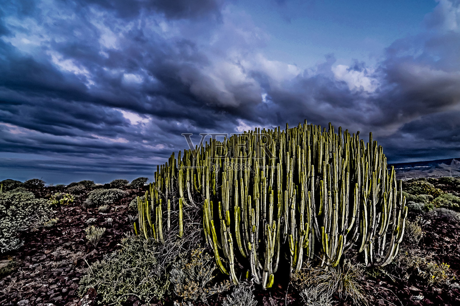 一株大型仙人掌植物被干枯的棕色草丛包围。照片摄影图片