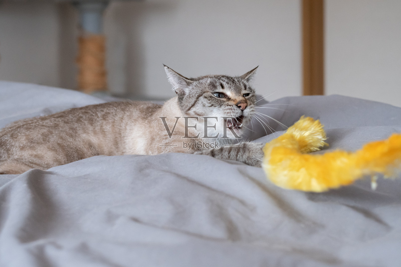 可爱的猫咪在玩玩具照片摄影图片