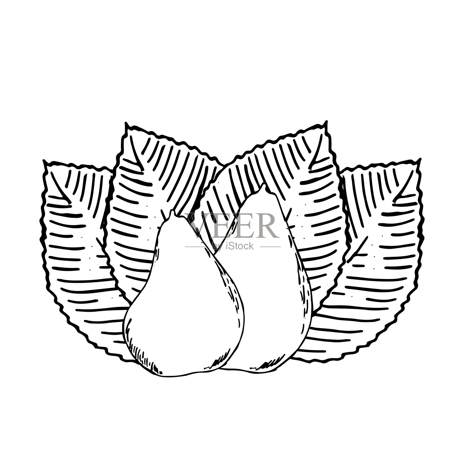 梨子主题的图形。手绘插图在白色背景上。设计的梨子主题。插画图片素材