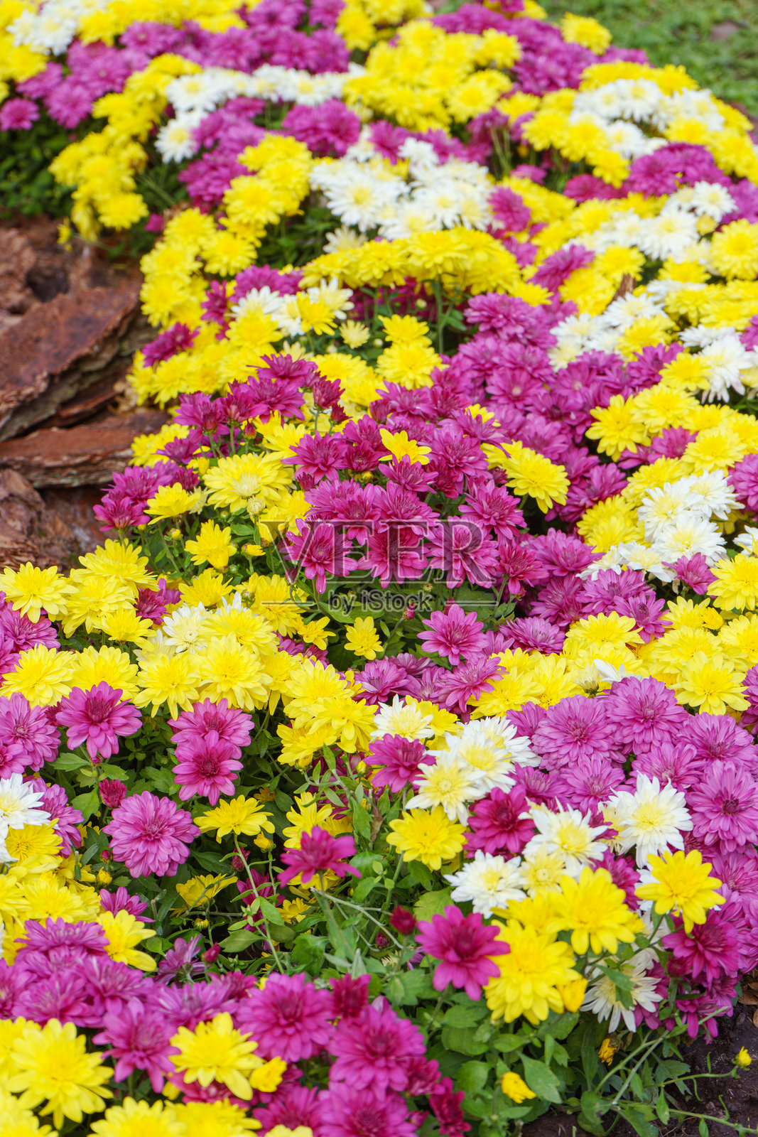 秋季花园中鲜艳的粉色、白色和黄色菊花灌木照片摄影图片