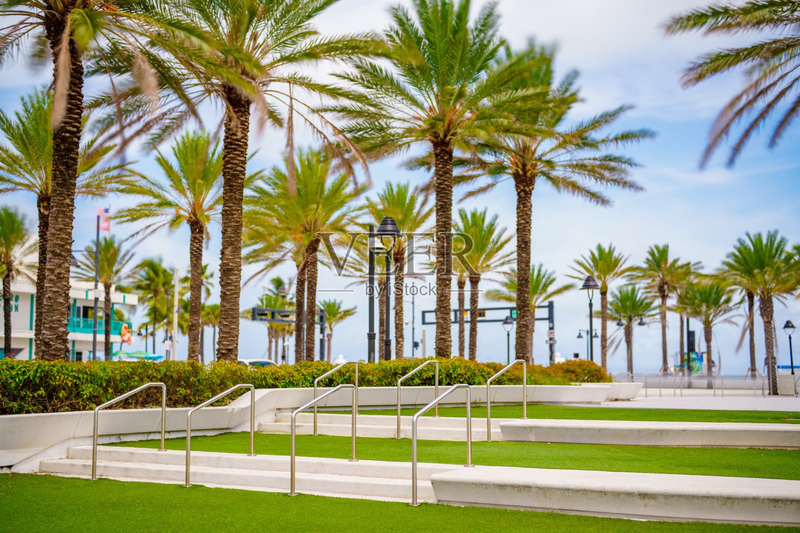 佛罗里达州劳德代尔堡公园中的热带棕榈，夏季场景2024照片摄影图片