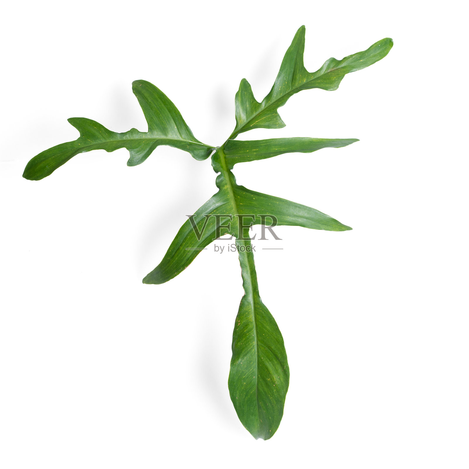 橡叶菲洛德伦叶子特写，背景为纯白色。非常适合用于自然主题内容、植物护理视觉和环保生活方式的图像。照片摄影图片